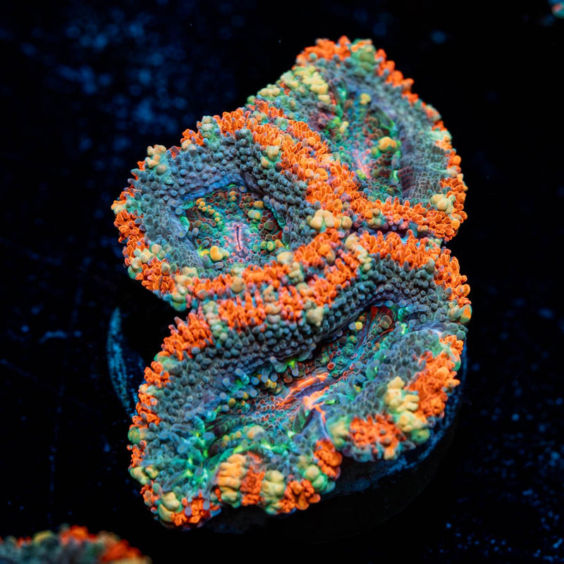 Acan/ Micromussa