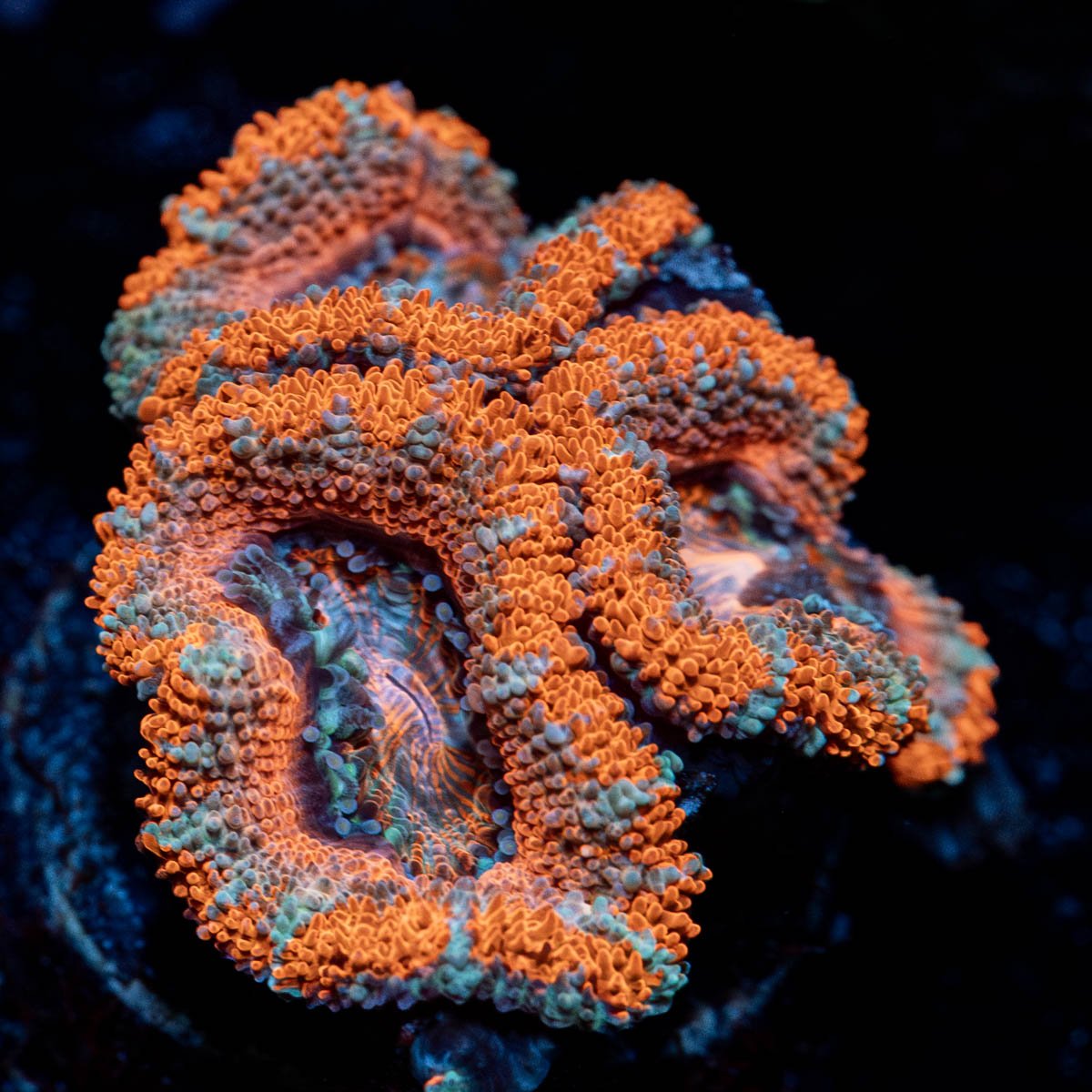 Acan/ Micromussa 