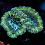Acan/ Micromussa - riptide aquaculture llc