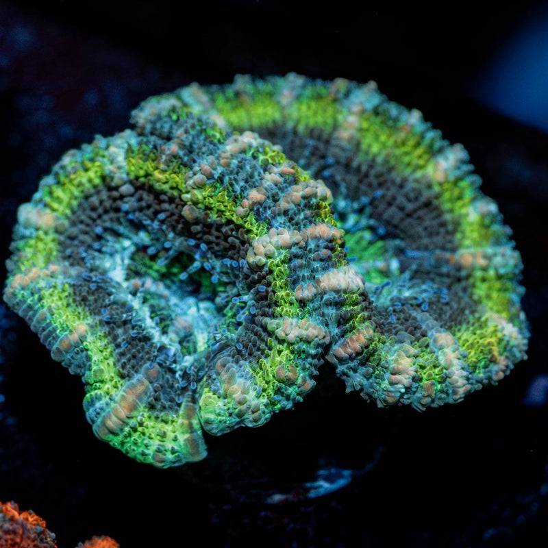 Acan/ Micromussa