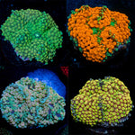 Four assortment of Orange,blue,yellow,green Ricordea Mushroom Corals with mushroom discs in reef aquarium