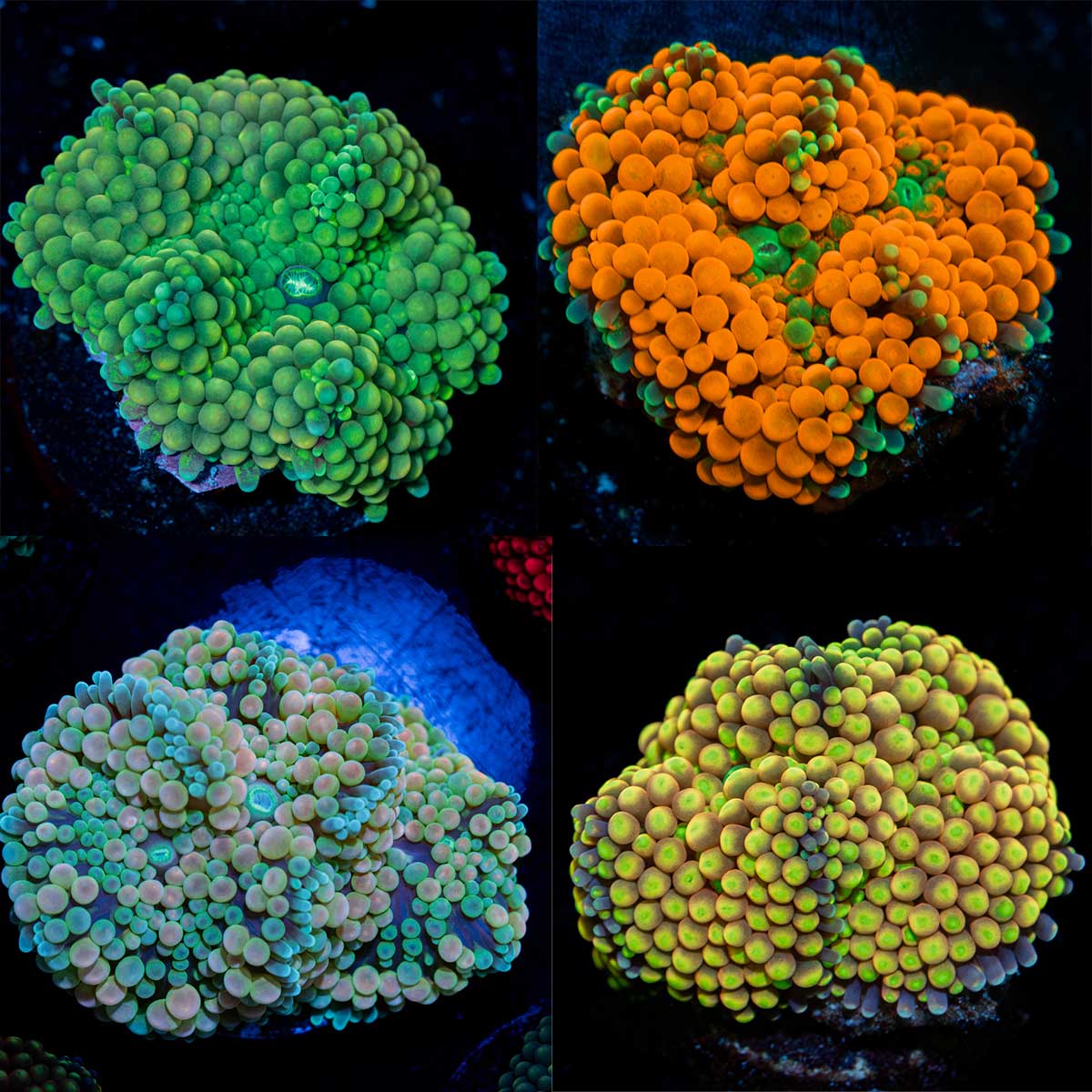 Four assortment of Orange,blue,yellow,green Ricordea Mushroom Corals with mushroom discs in reef aquarium