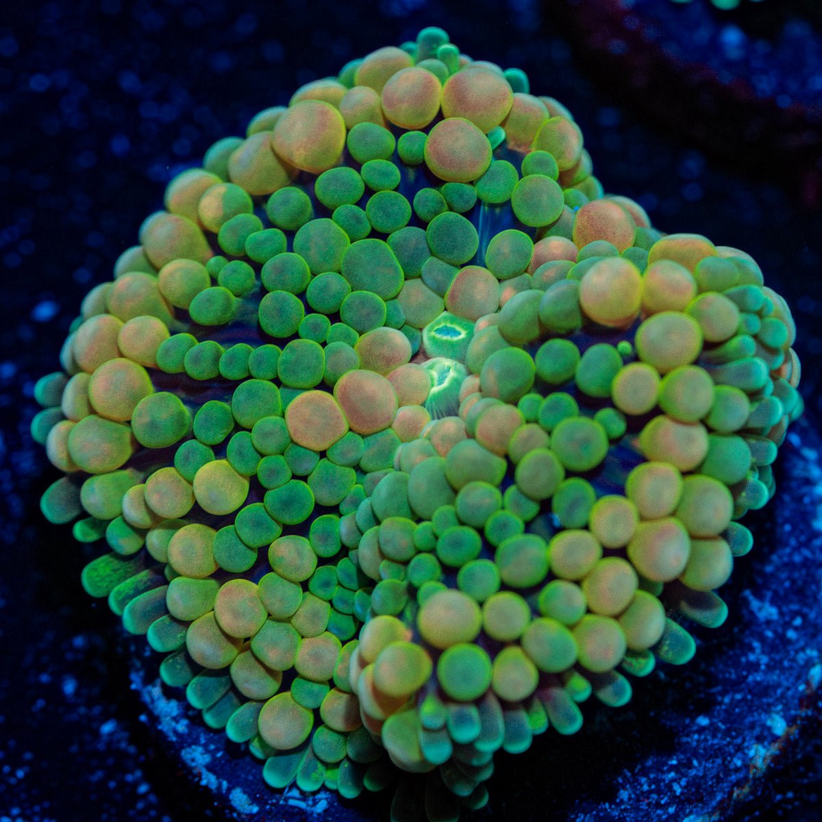 Bi Color Green Ricordea mushroom in vibrant green and blue, ideal in reef aquarium