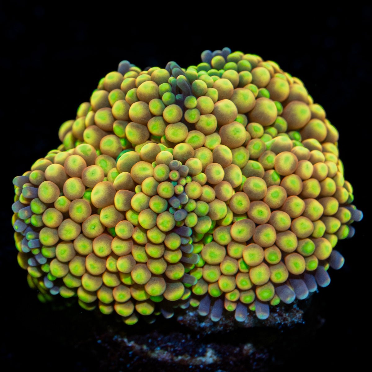 Yellow Ricordea Mushroom coral in vibrant yellow, ideal in reef aquarium