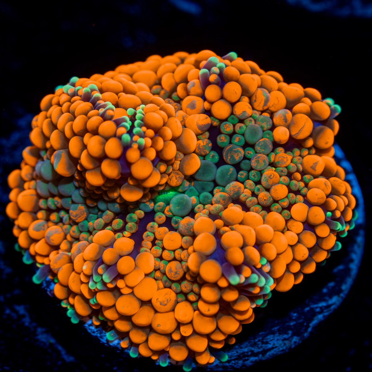 Bright orange Ricordea mushroom in reef aquarium with vibrant texture and pattern