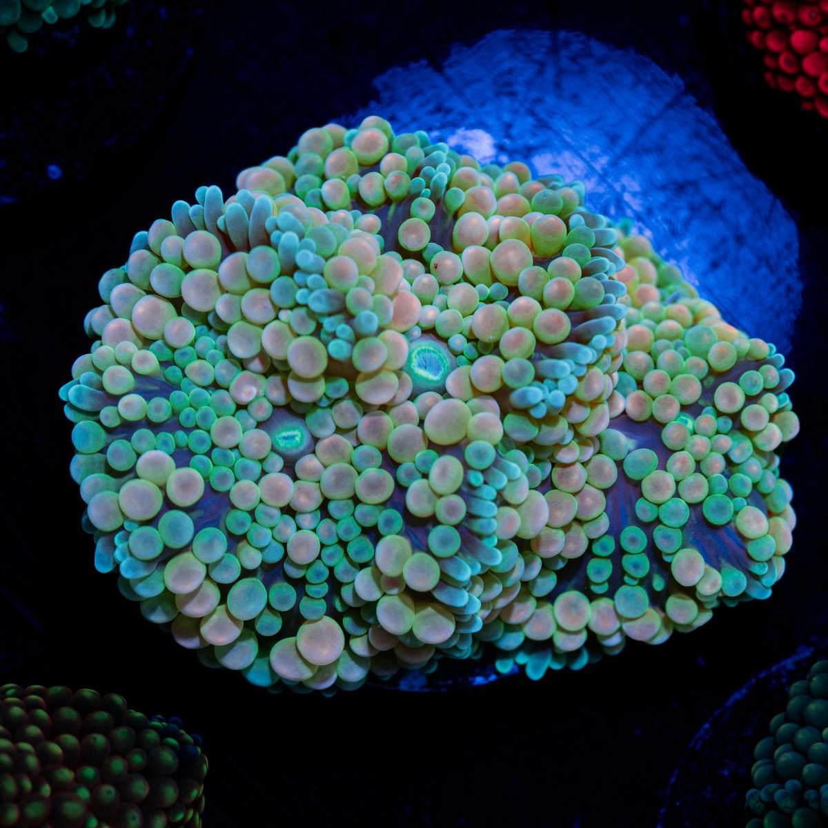 Multi Color Ricordea Blue Pink coral in vibrant hues in reef aquarium