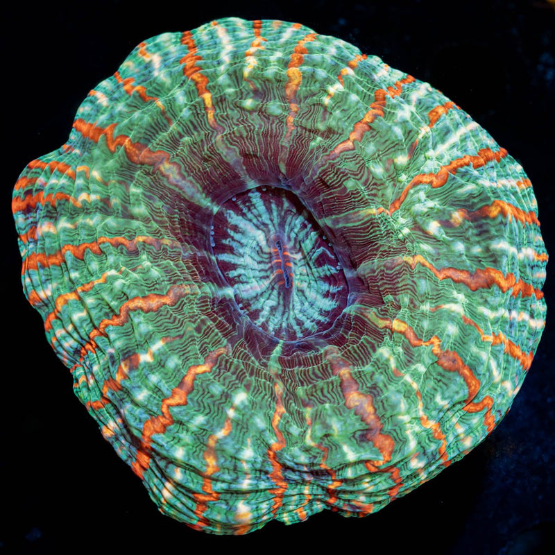 Indophyllia