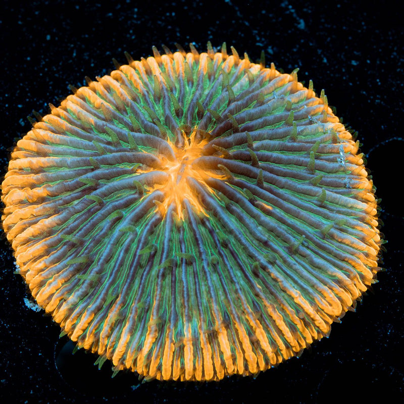 Ultra Fungia Plate
