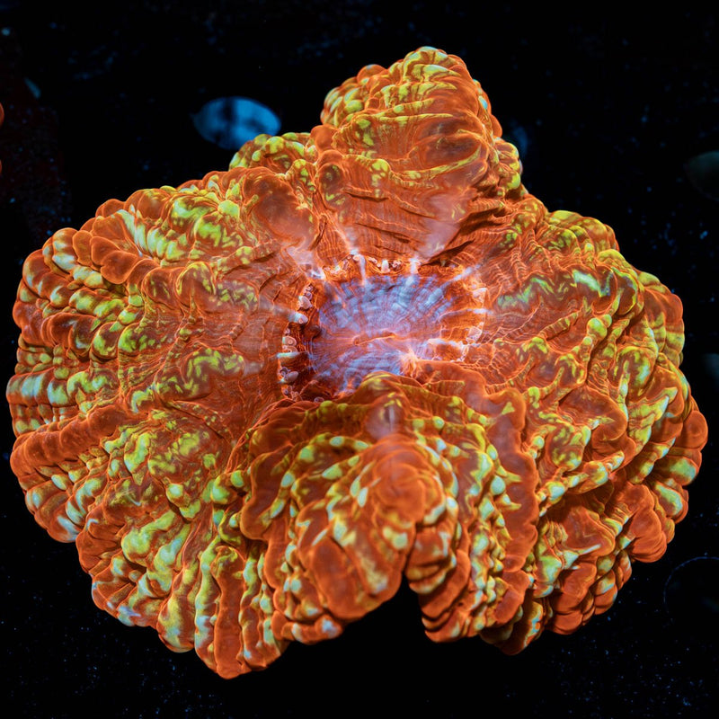 Blood Moon Indophyllia