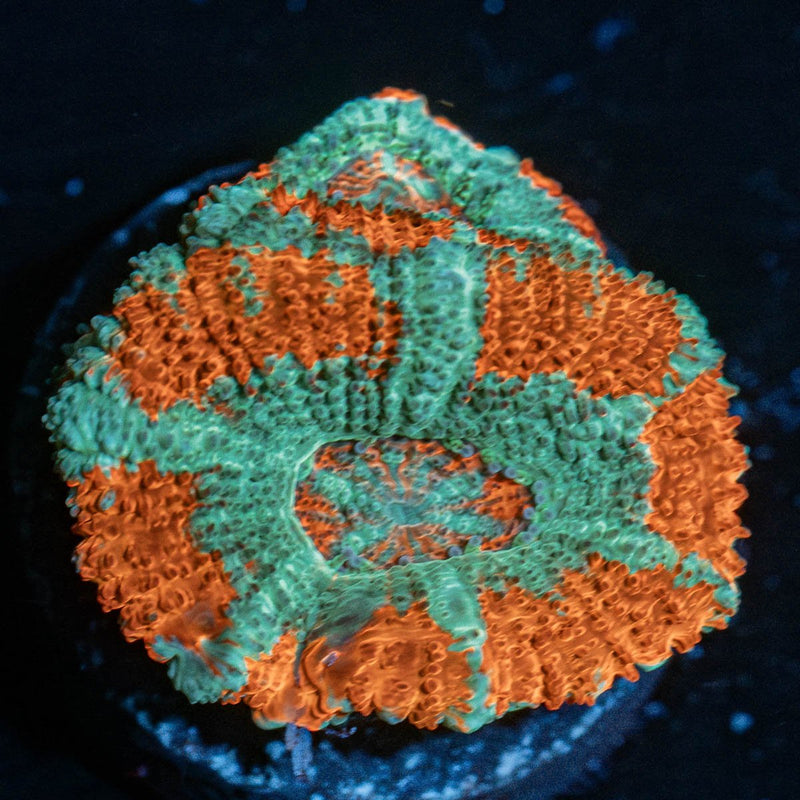 Tony the Tiger Acan