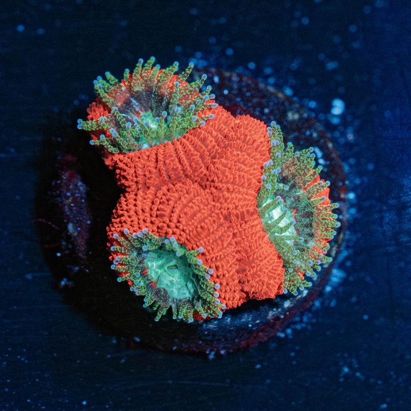 Cherry Bomb Acan