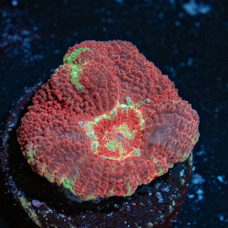 Blood Moon Asian Acan