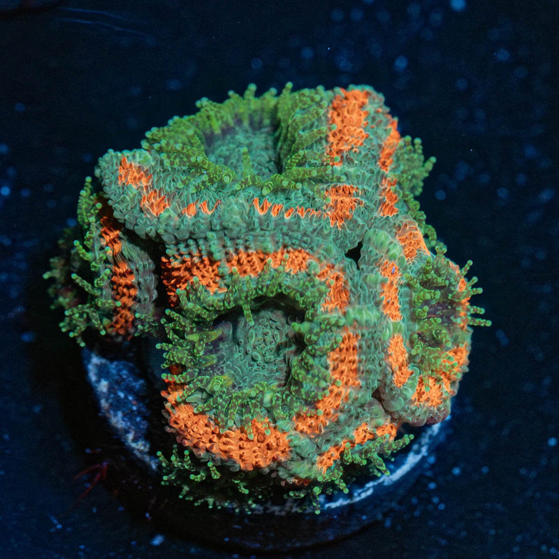 Miami Micromussa