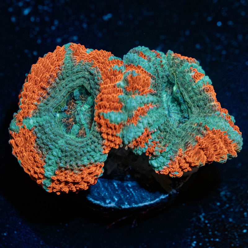 Tony the Tiger Acan