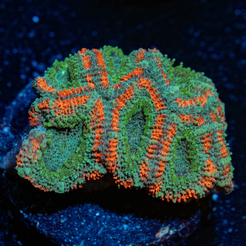 Miami Micromussa