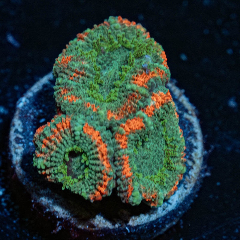 Miami Micromussa