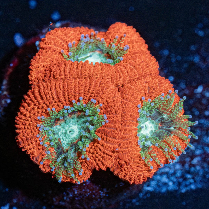 Blood Moon Asian Acan
