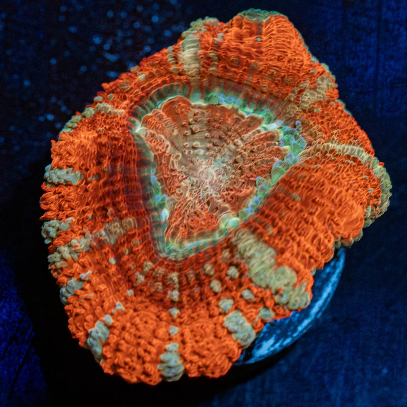 Orange Crush Asian Acan