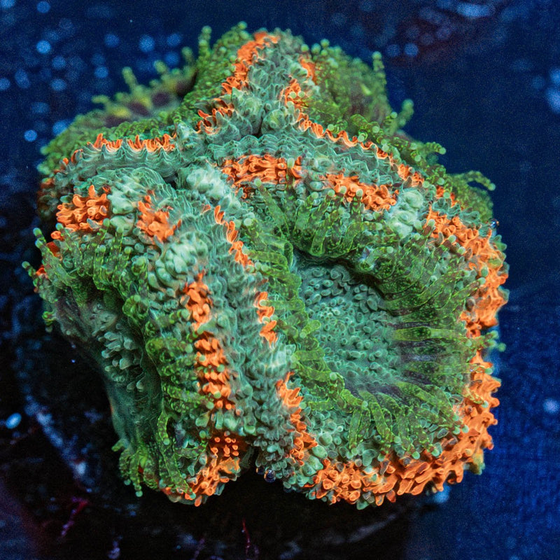 Miami Micromussa