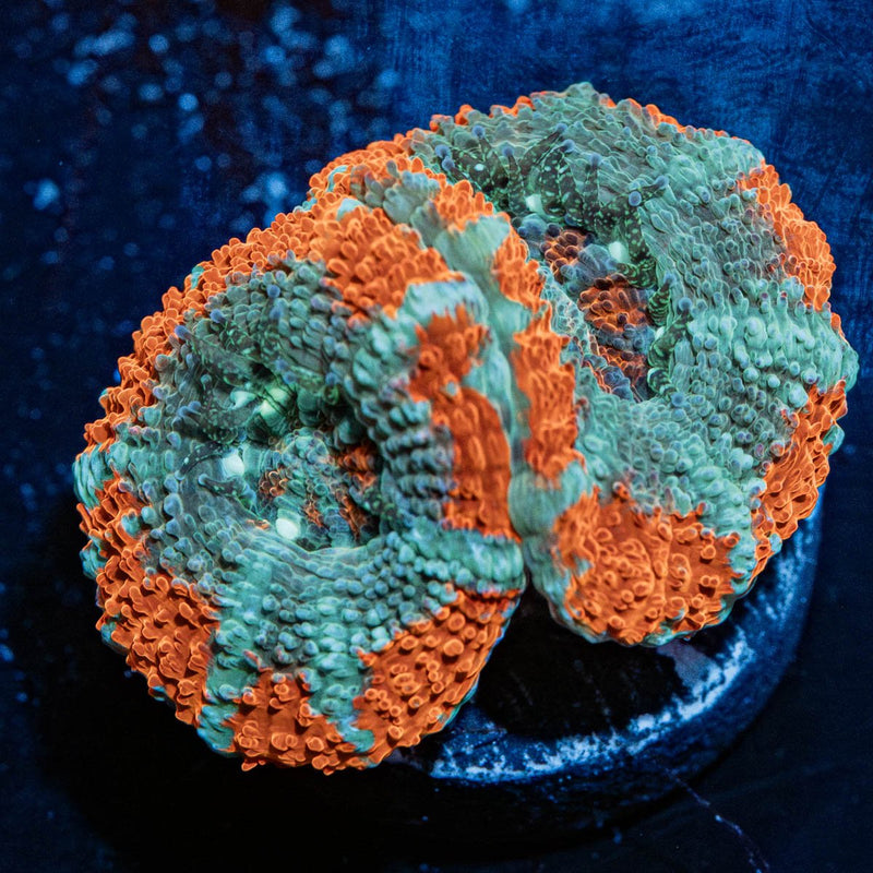 Captain Hook Asian Acan