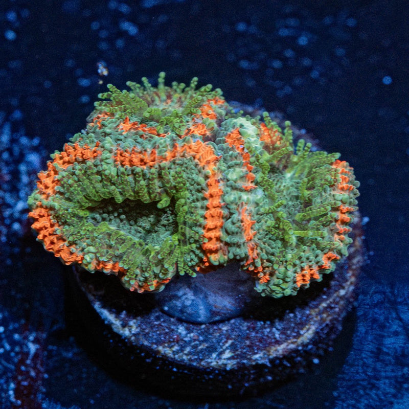 Miami Micromussa
