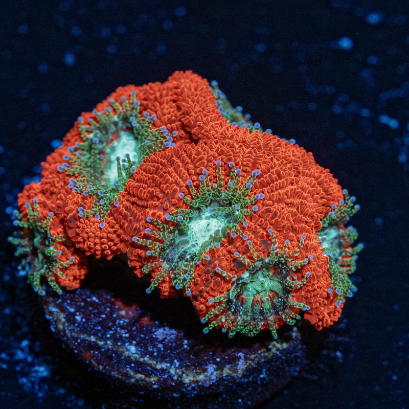 Cherry Bomb micromussa