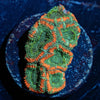 Miami Micromussa - riptide aquaculture llc