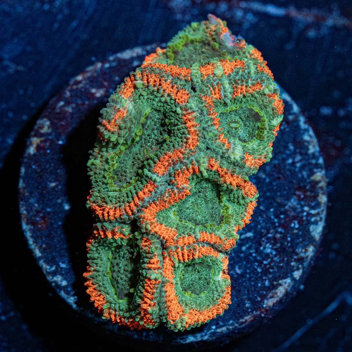 Miami Micromussa - riptide aquaculture llc
