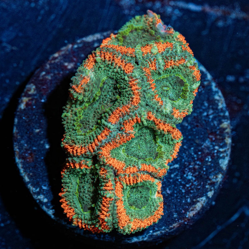 Miami Micromussa