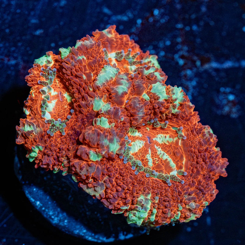 Blood Moon Asian Acan