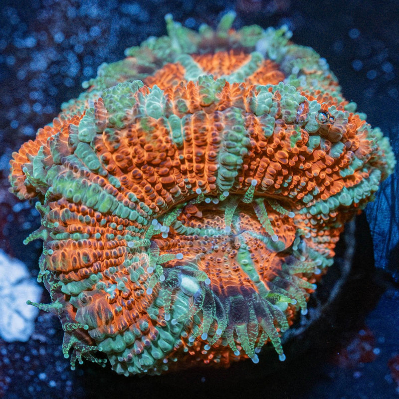 Tony the Tiger Acan