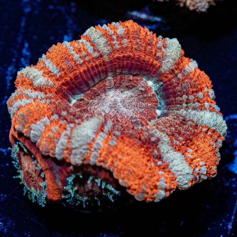 Orange Crush Asian Acan