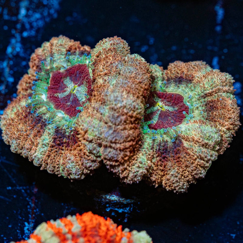 Wolverine Asian Acan