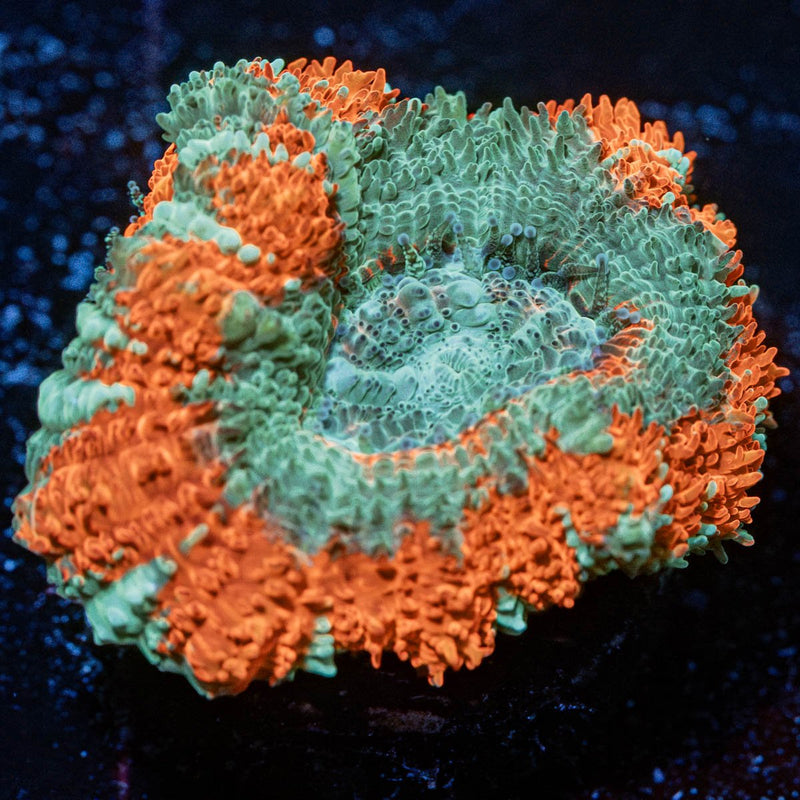 Captain Hook Asian Acan