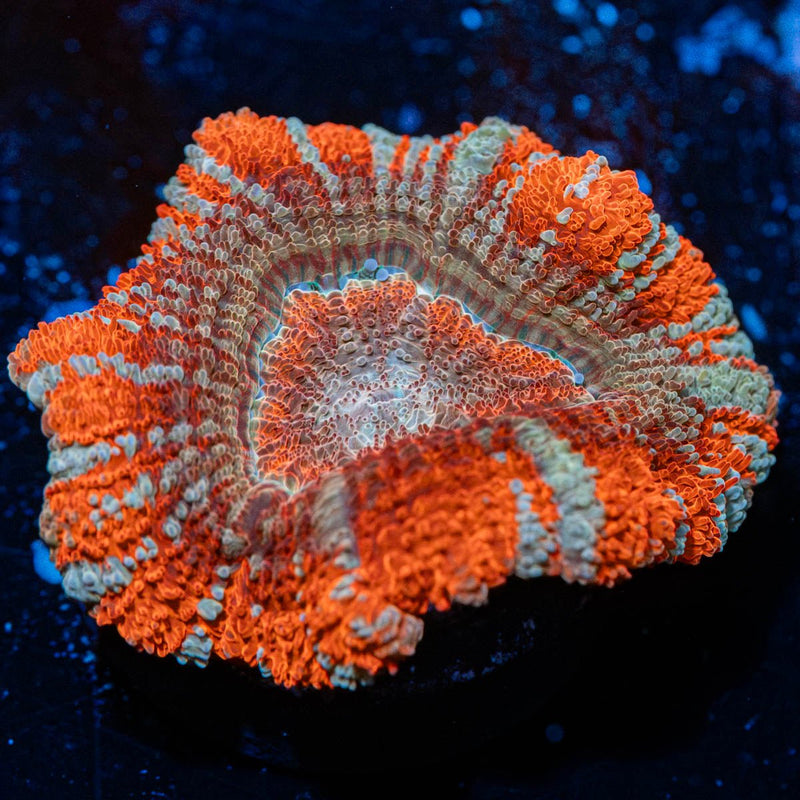 Orange Crush Asian Acan