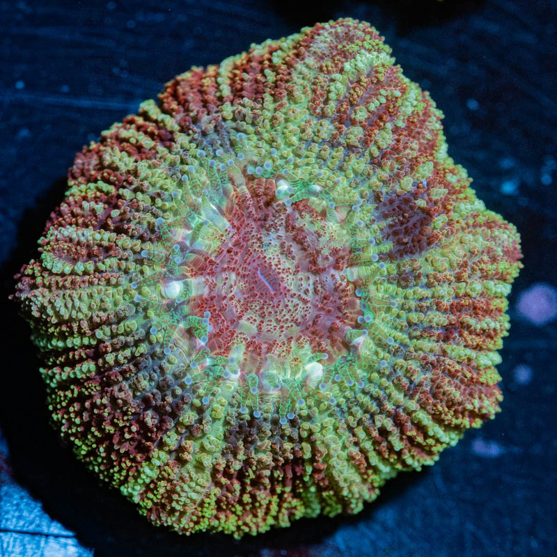 Calypso Asian Acan