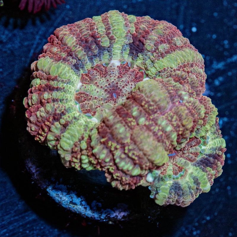 Sherbet Asian Acan Micromussa