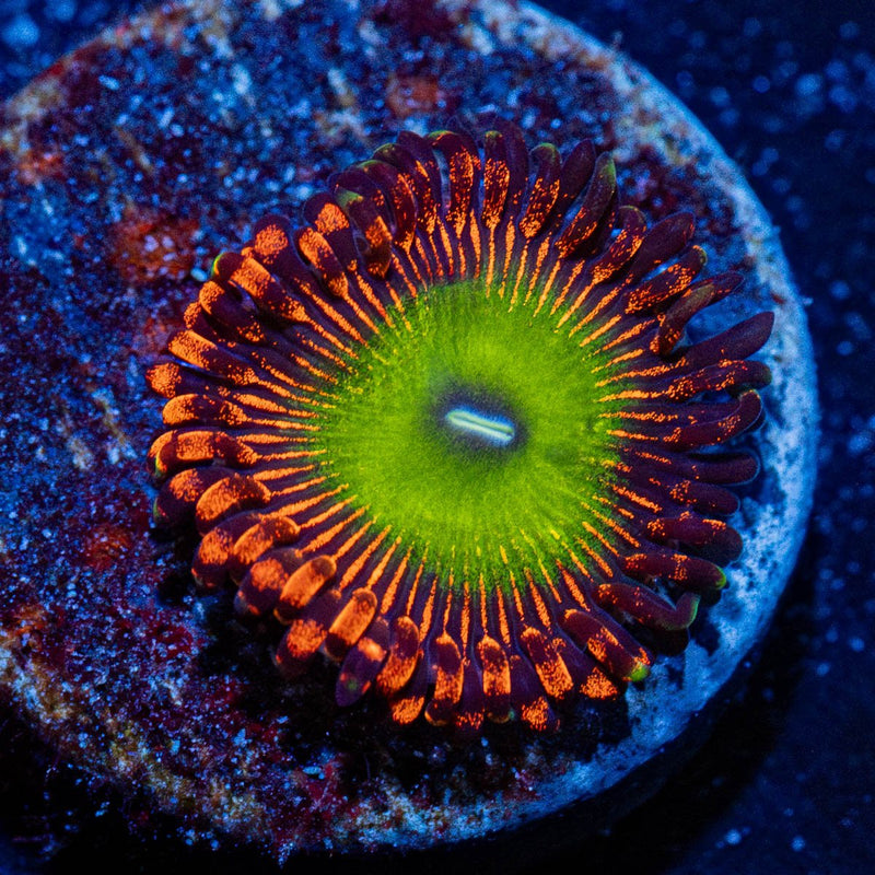 Bowser Zoanthid