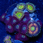 Zoanthid Combo - riptide aquaculture llc