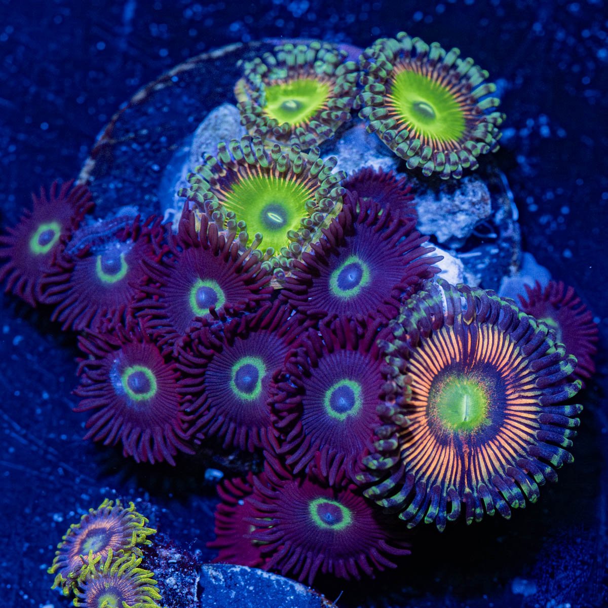 Zoanthid Combo - riptide aquaculture llc