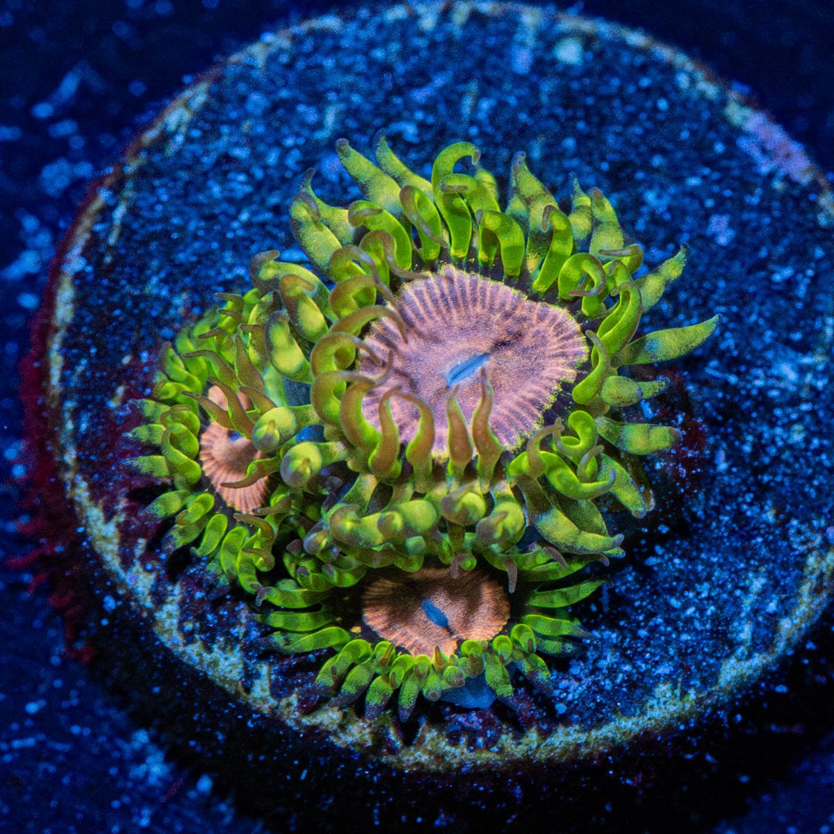 5-06-J014-S1-3.jpg?v=