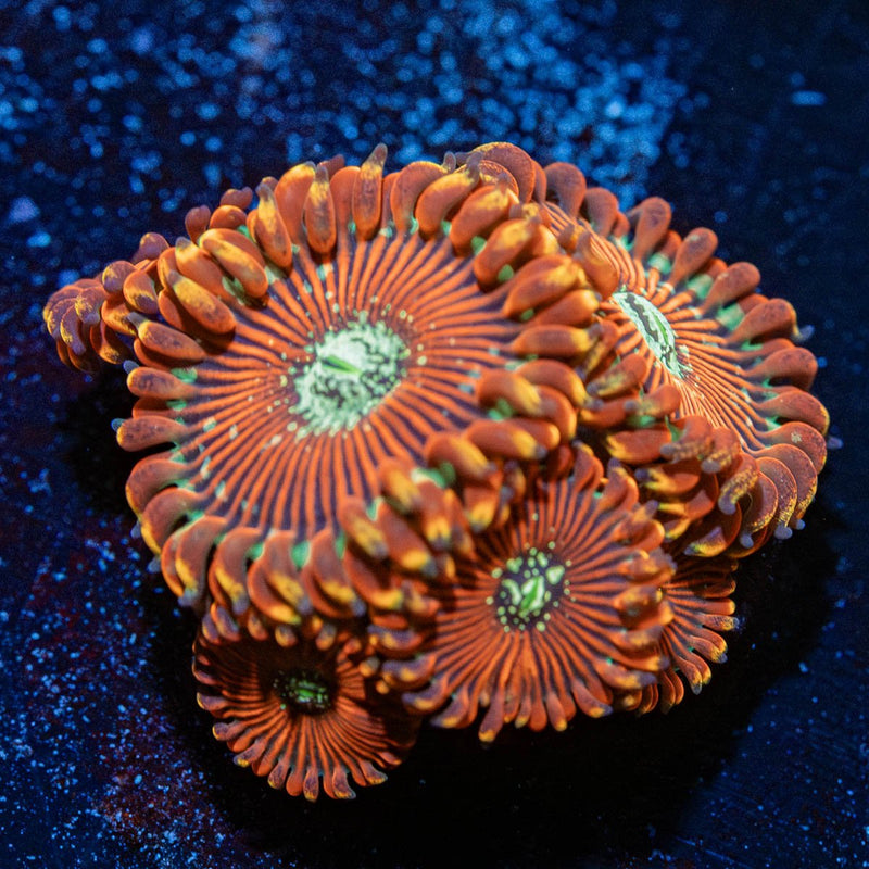 DArk Magicians Zoanthid
