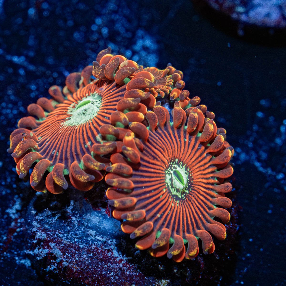 DArk Magicians Zoanthid - riptide aquaculture llc