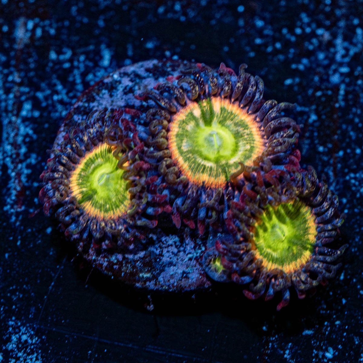 Funny D's Zoanthid - riptide aquaculture llc