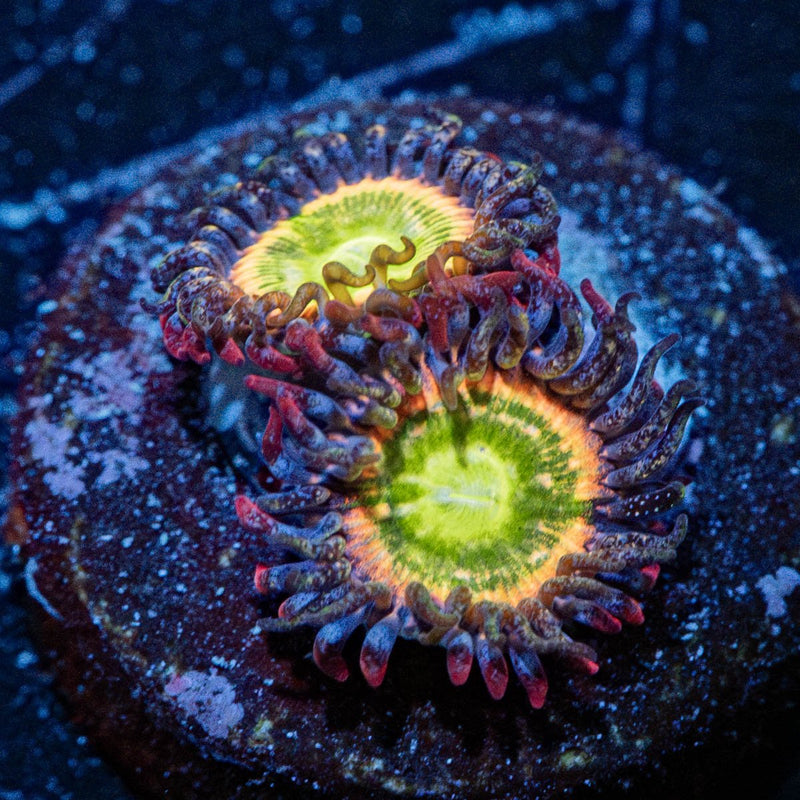 Funny D's Zoanthid