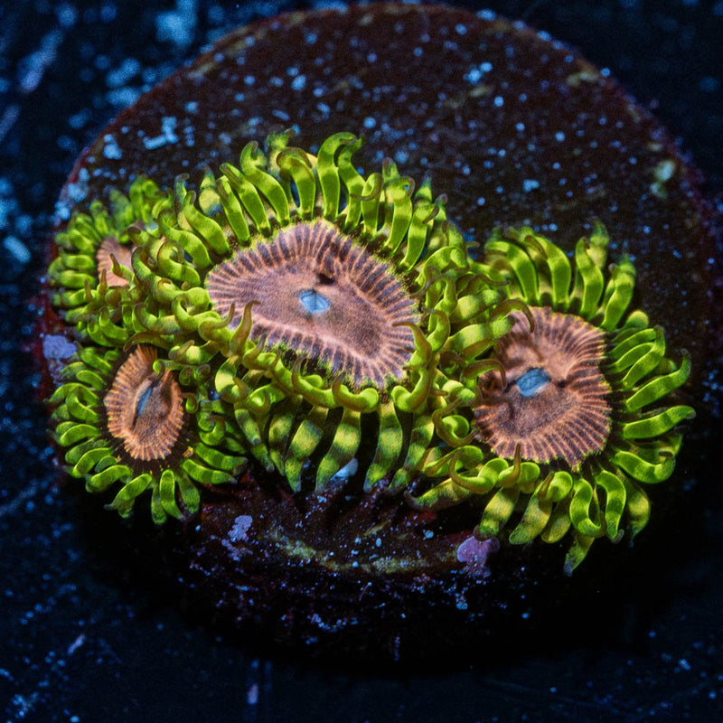 Purple Monsters Zoanthid