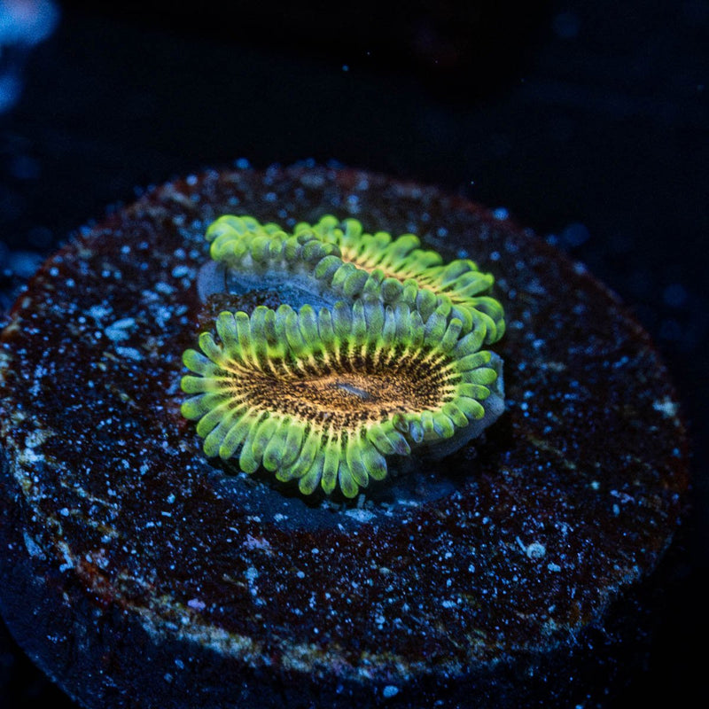Death Stars Zoanthid