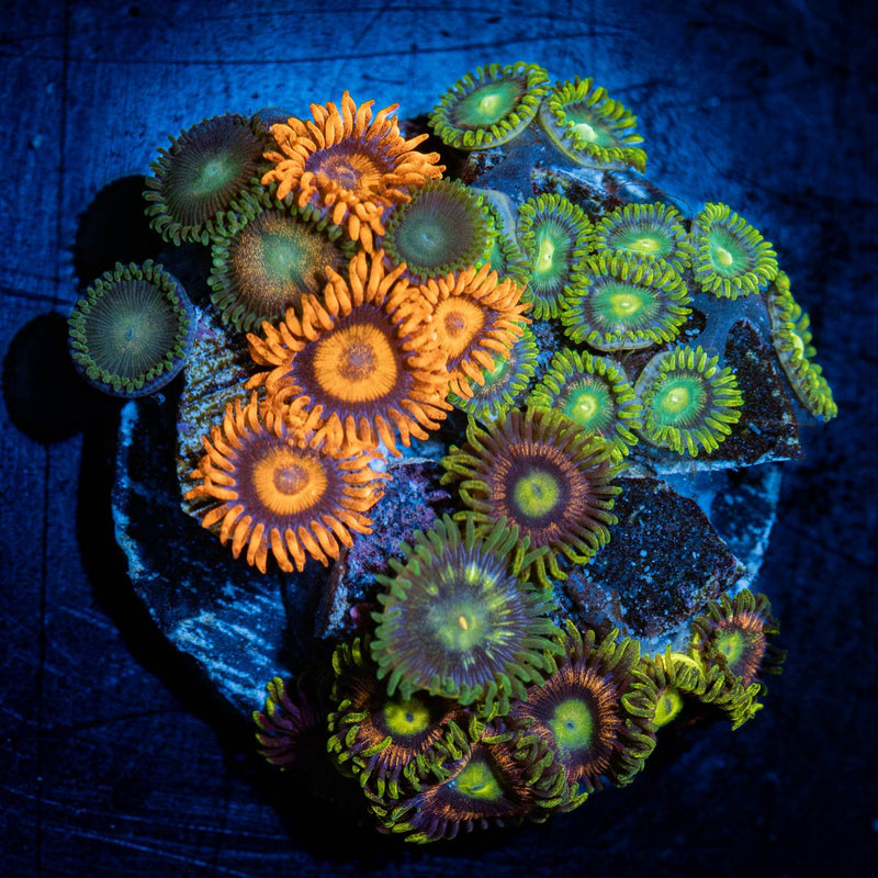 Zoanthid Combo