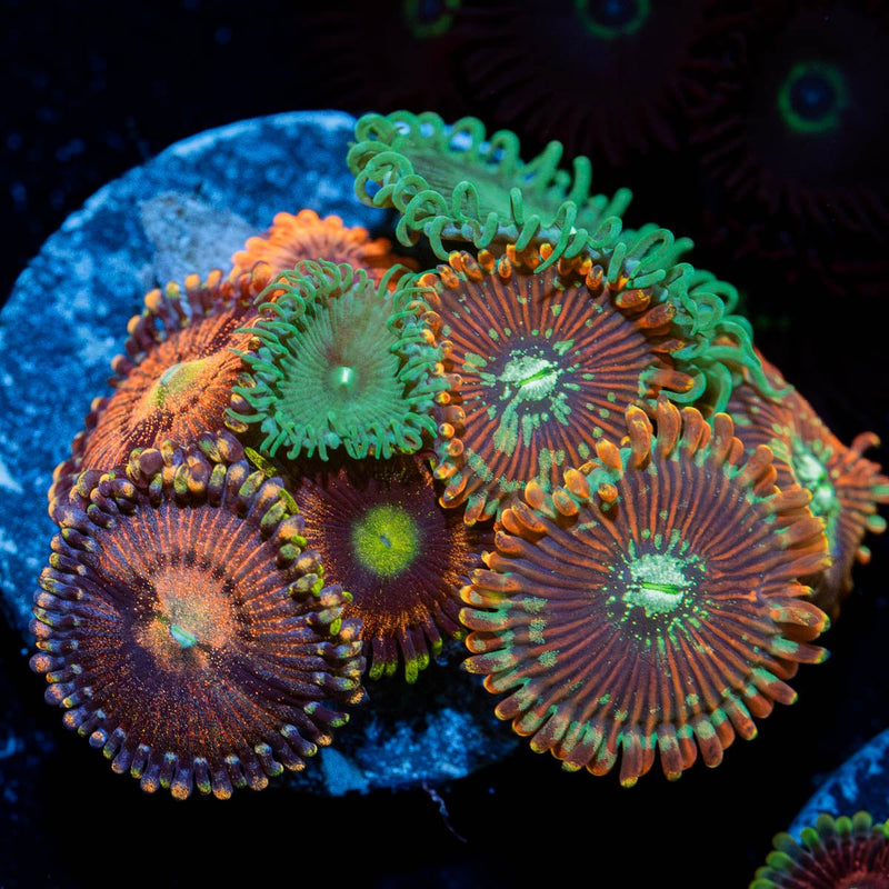 Zoanthid Combo