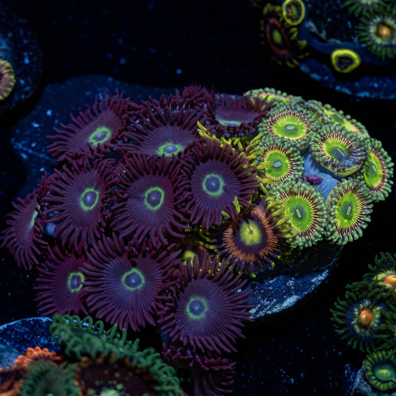 Zoanthid Combo